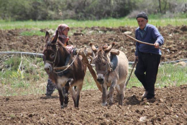 Ata tohumu ile şeker fasulye üretiyorlar