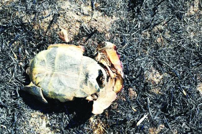 Kaplumbağalar da yanarak can verdi