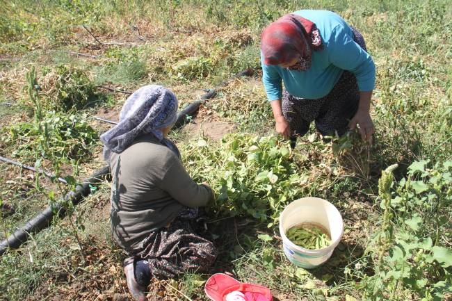  “Avrupa’da da sofraları süslüyor”