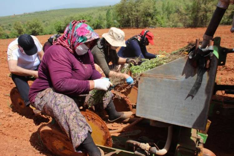 Beyşehir kekik üretimine yöneldi