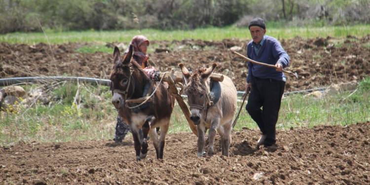 Ata tohumu ile şeker fasulye üretiyorlar