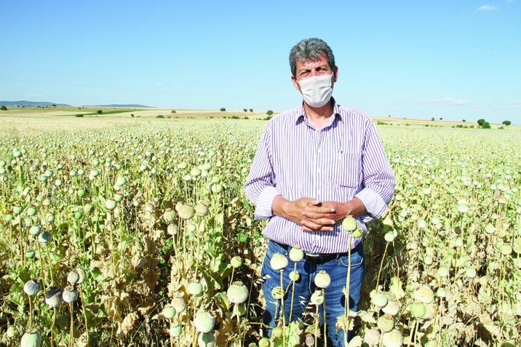 Üreticinin yüzü çilekten sonra haşhaşla da güldü